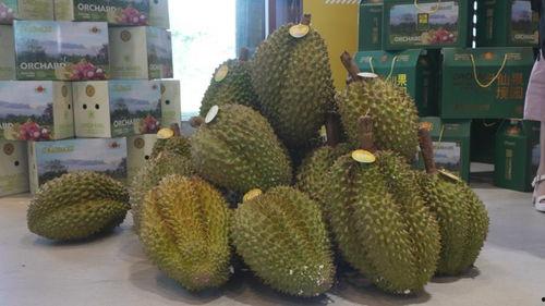 国产榴莲开始出产了吗视频,本土种植新篇章开启  第3张